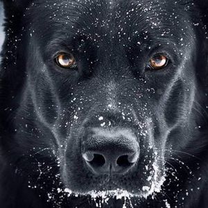 Meet your Posher, Rick